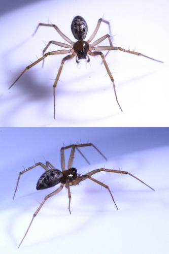 Tenuiphantes sp.